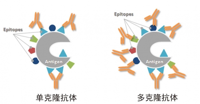什么是单抗？多抗？单抗和多抗的区别是什么？